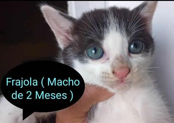 Gato raça SRD idade 2 a 6 meses nome Frajola