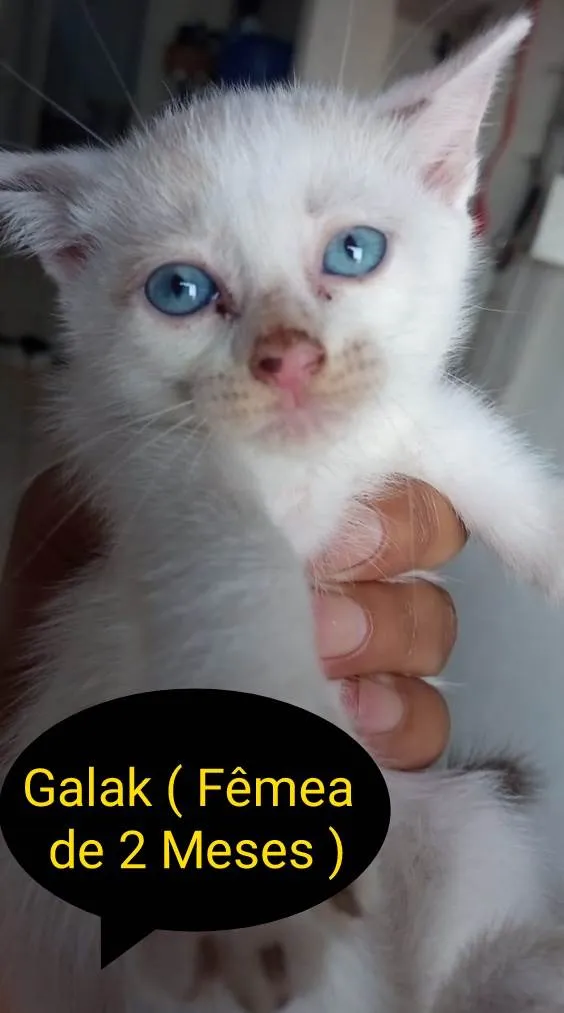 Gato raça SRD idade 2 a 6 meses nome Galak