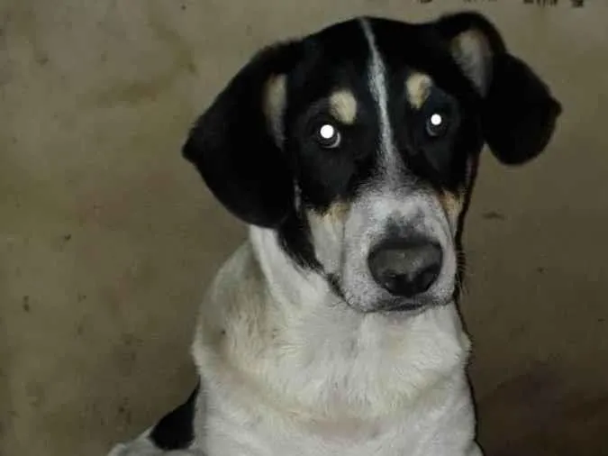 Cachorro raça SRD idade 1 ano nome Sansão 