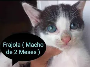 Gato raça SRD idade 2 a 6 meses nome Frajola