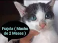 Gato raça SRD idade 2 a 6 meses nome Frajola