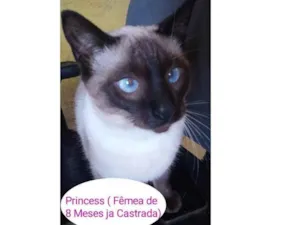 Gato raça SRD idade 7 a 11 meses nome Princess