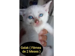 Gato raça SRD idade 2 a 6 meses nome Galak