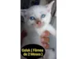 Gato raça SRD idade 2 a 6 meses nome Galak