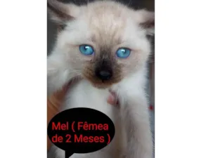 Gato raça SRD idade 2 a 6 meses nome Mel