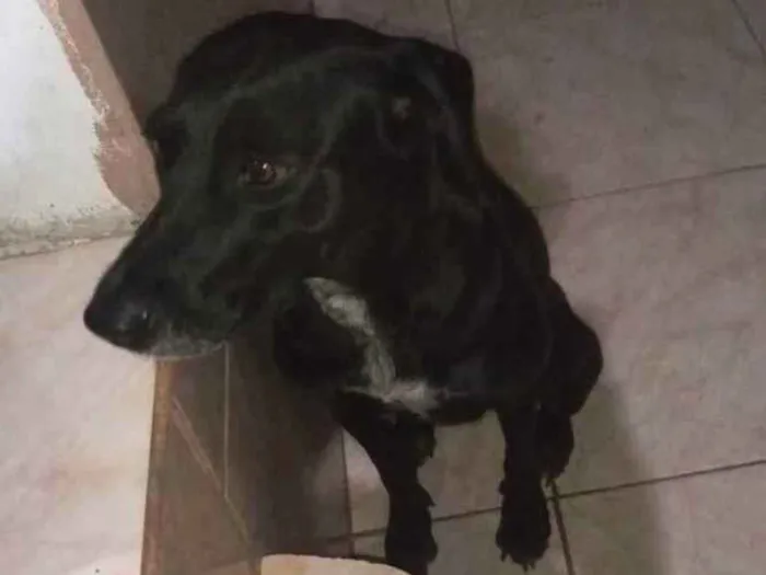 Cachorro ra a  idade 2 anos nome Kira