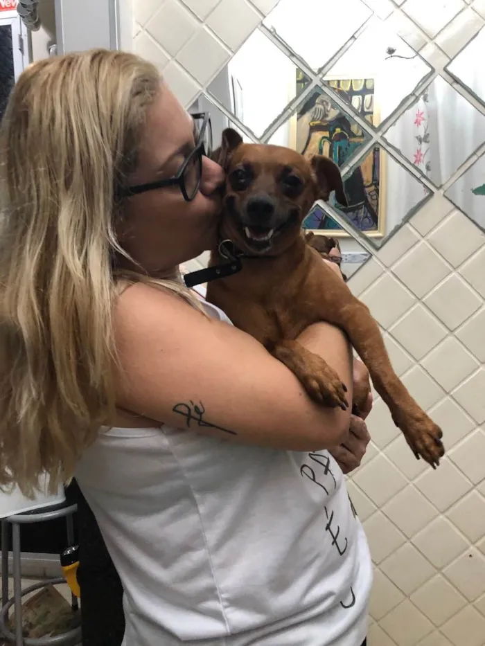 Cachorro ra a Pincher idade 3 anos nome  Rubinho