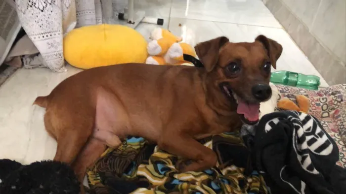 Cachorro ra a Pincher idade 3 anos nome  Rubinho