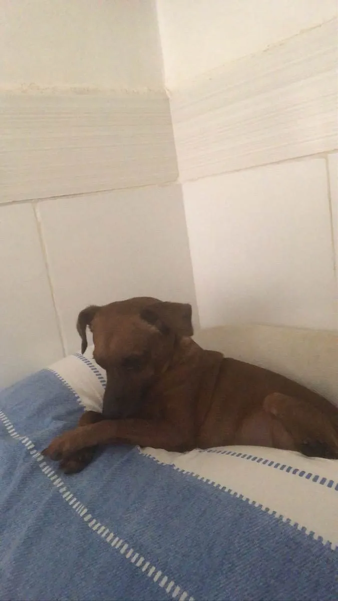 Cachorro ra a Pincher idade 3 anos nome  Rubinho