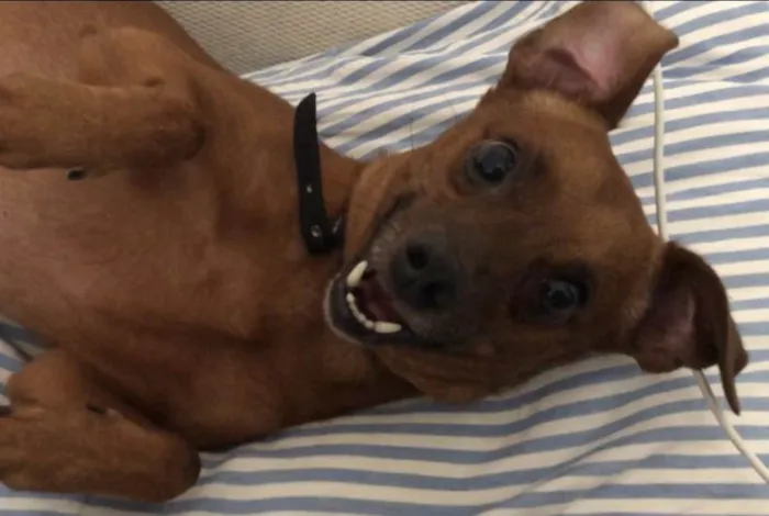 Cachorro ra a Pincher idade 3 anos nome  Rubinho