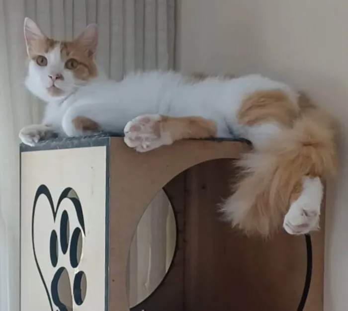 Gato ra a Srd idade 1 ano nome Ozzy