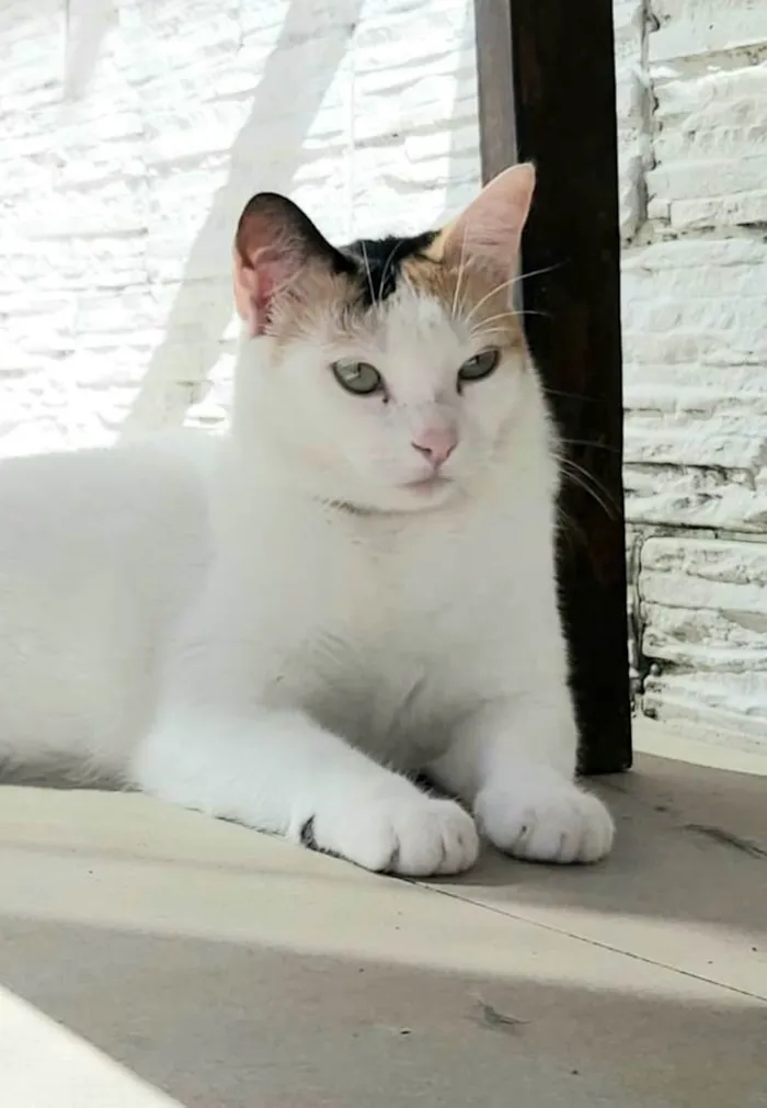 Gato raça Srd idade 1 ano nome Dália 