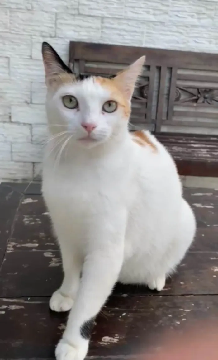 Gato raça Srd idade 1 ano nome Dália 