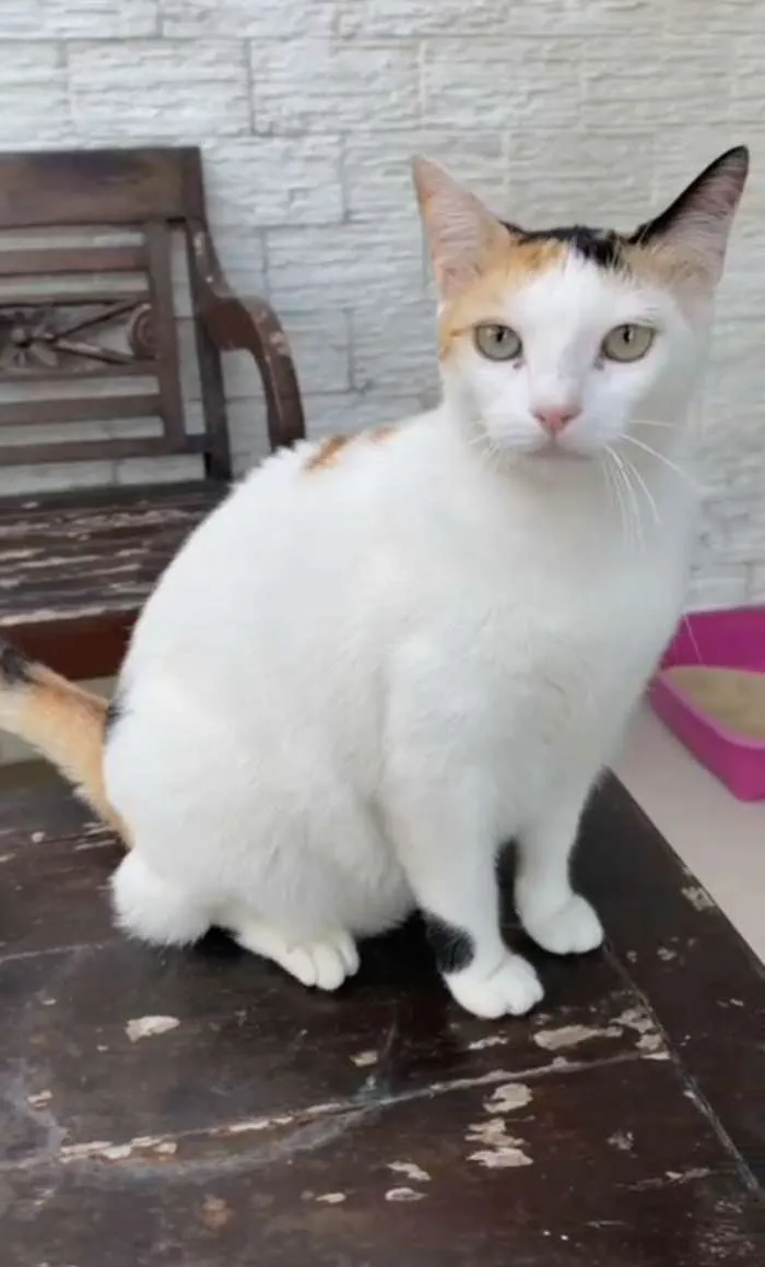 Gato raça Srd idade 1 ano nome Dália 