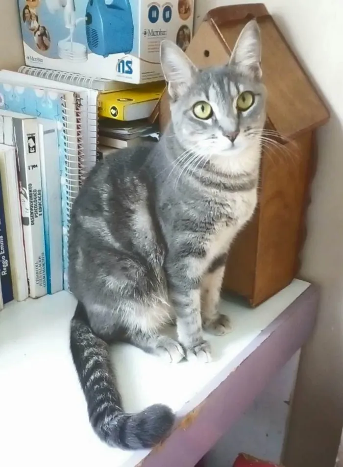 Gato ra a Srd idade 1 ano nome Adelly