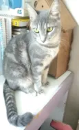 Adelly