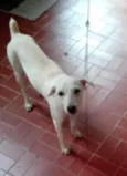 Branquinha 