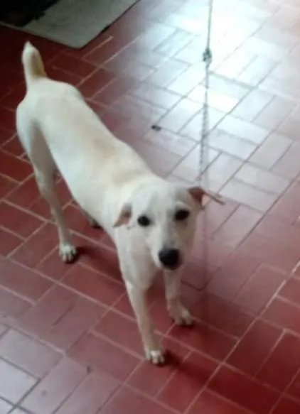 Cachorro ra a Vira lata  idade 7 a 11 meses nome Branquinha 