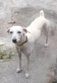 Branquinha 