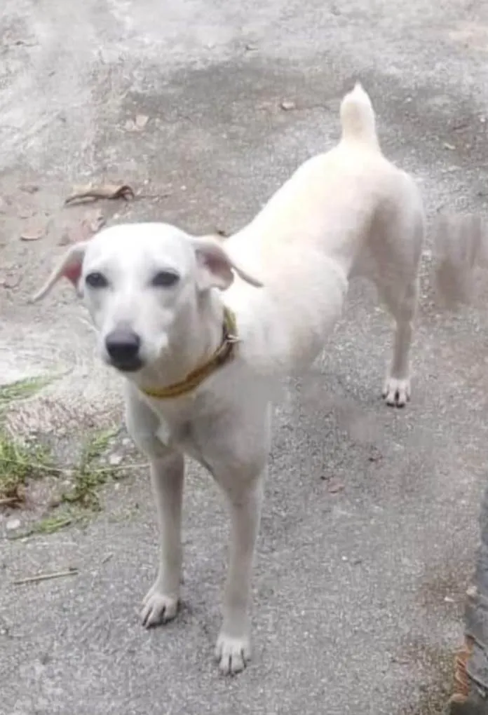 Cachorro ra a Vira lata  idade 7 a 11 meses nome Branquinha 