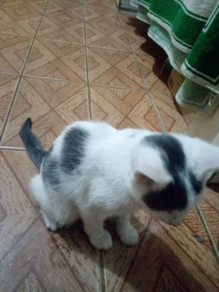 Gato ra a Não sei a raça idade 2 a 6 meses nome Tobias