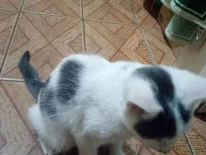 Gato ra a Não sei a raça idade 2 a 6 meses nome Tobias