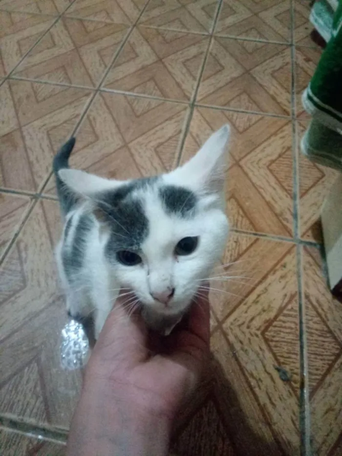 Gato ra a Não sei a raça idade 2 a 6 meses nome Tobias