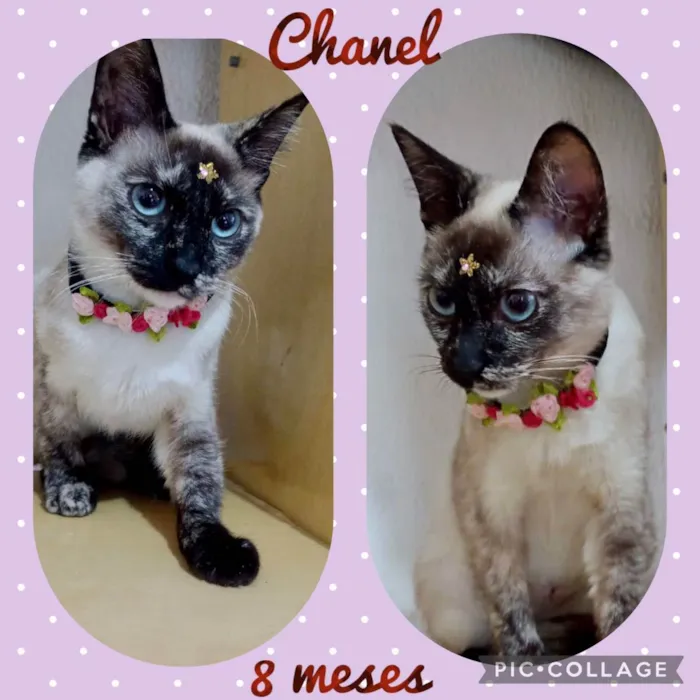 Gato ra a  idade 7 a 11 meses nome Chanel 