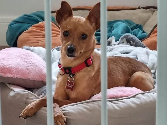 Cachorro raça Pinscher  idade 3 anos nome Cacau 