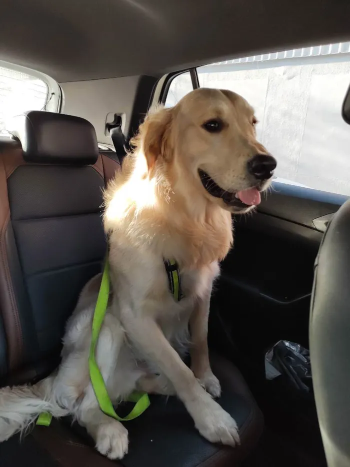 Cachorro ra a Golden idade 7 a 11 meses nome Buzz 