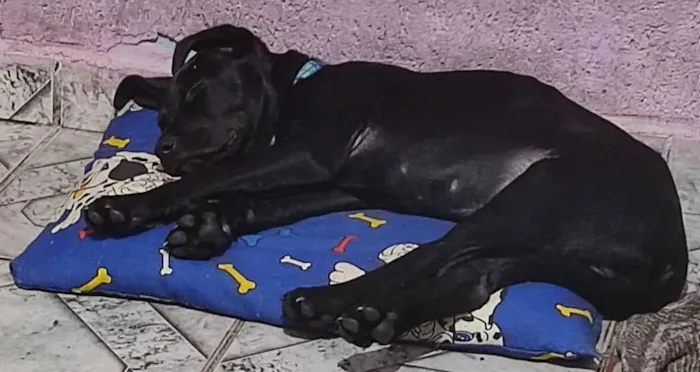Cachorro ra a SRD idade 2 a 6 meses nome Hércules 