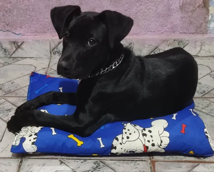 Cachorro ra a SRD idade 2 a 6 meses nome Hércules 
