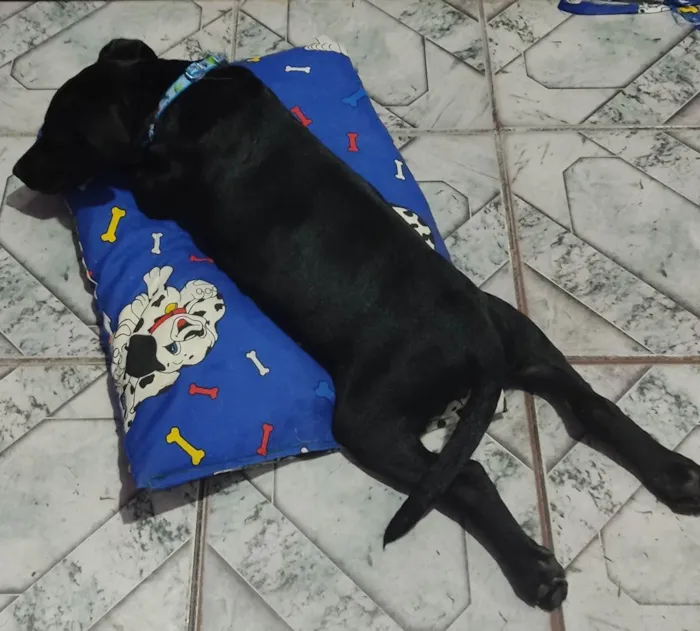 Cachorro ra a SRD idade 2 a 6 meses nome Hércules 