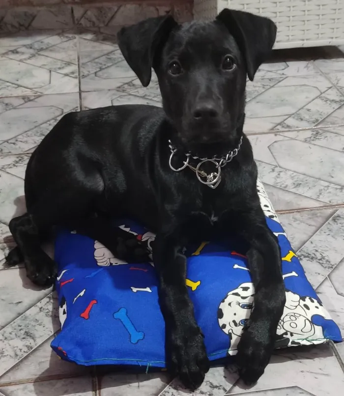 Cachorro ra a SRD idade 2 a 6 meses nome Hércules 