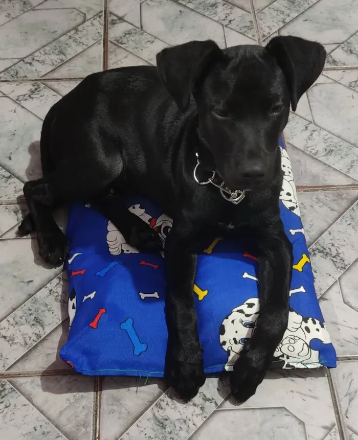 Cachorro ra a SRD idade 2 a 6 meses nome Hércules 