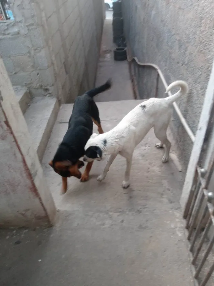 Cachorro raça Ambos SRD idade 2 anos nome Negreli e pirata