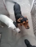 Negreli e pirata