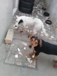 Negreli e pirata