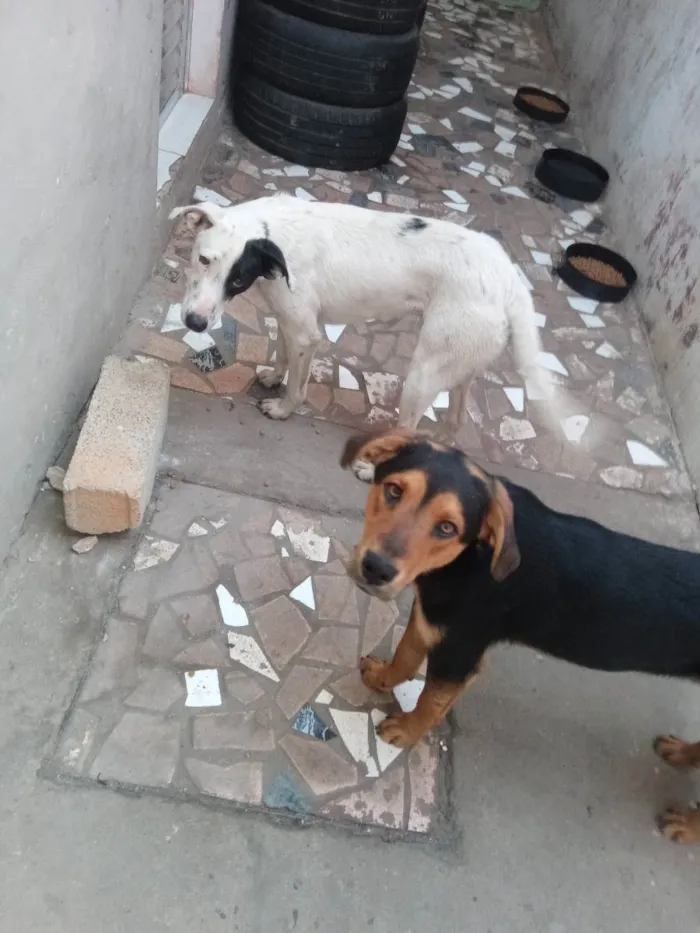 Cachorro raça Ambos SRD idade 2 anos nome Negreli e pirata