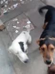 Negreli e pirata