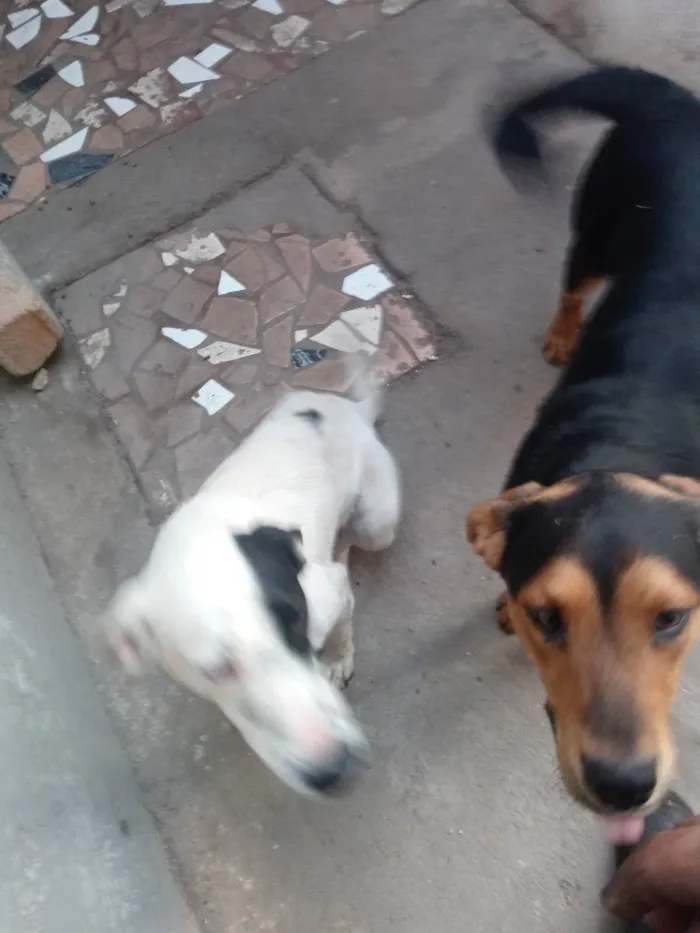 Cachorro raça Ambos SRD idade 2 anos nome Negreli e pirata
