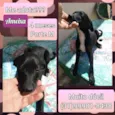 Ameixa 