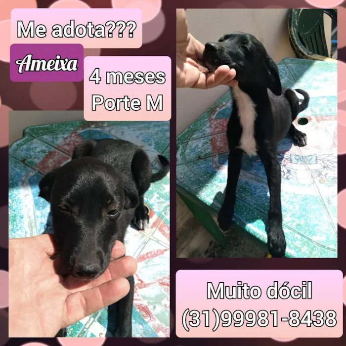 Cachorro raça SRD idade 7 a 11 meses nome Ameixa 