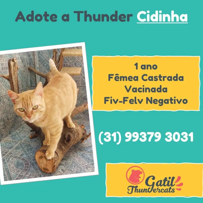 Gato raça SRD idade 1 ano nome Cidinha