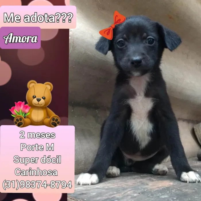 Cachorro raça SRD idade 2 a 6 meses nome Amora