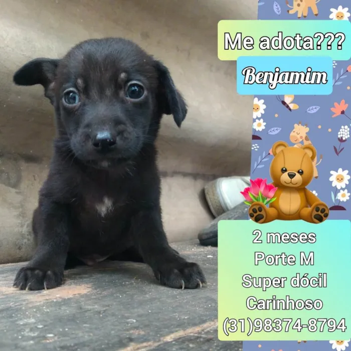 Cachorro raça SRD idade 2 a 6 meses nome Benjamim