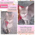 Jasmim