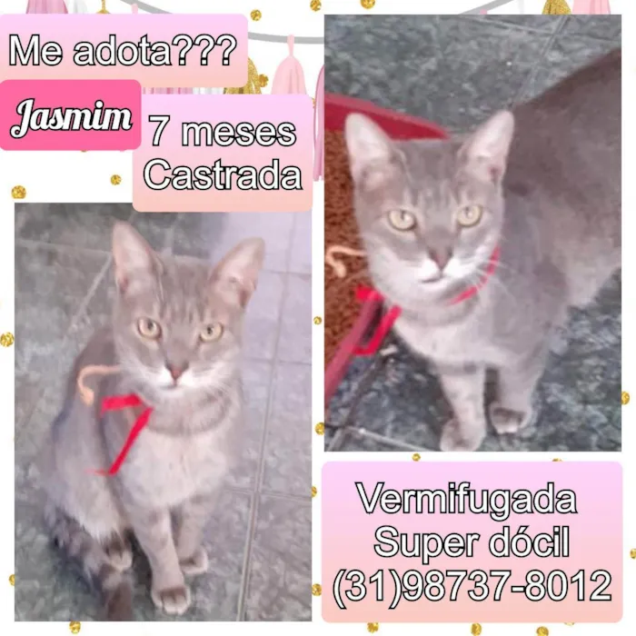 Gato raça SRD idade 7 a 11 meses nome Jasmim