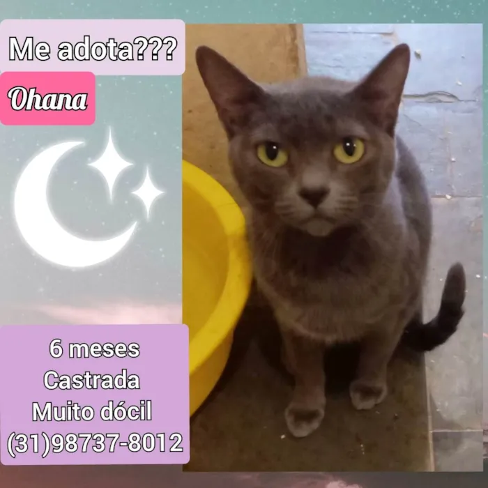 Gato raça SRD idade 2 a 6 meses nome Ohana