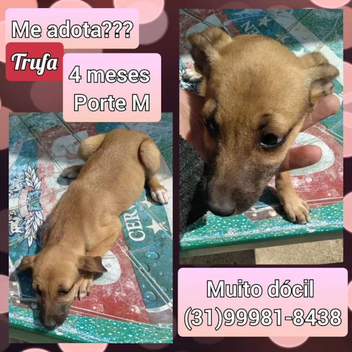 Cachorro raça SRD idade 2 a 6 meses nome Trufa